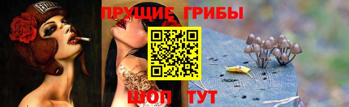 Ачхой-Мартан  Псилоцибиновые грибы Magic Shrooms  Вход с VPN 